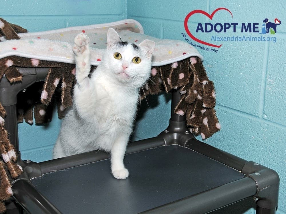 The Animal Welfare League of Alexandria has adoptable pets like Angel ready to meet.