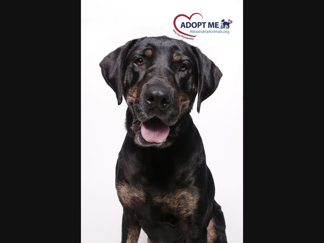 Lula is one of the adoptable pets at the Animal Welfare League of Alexandria.