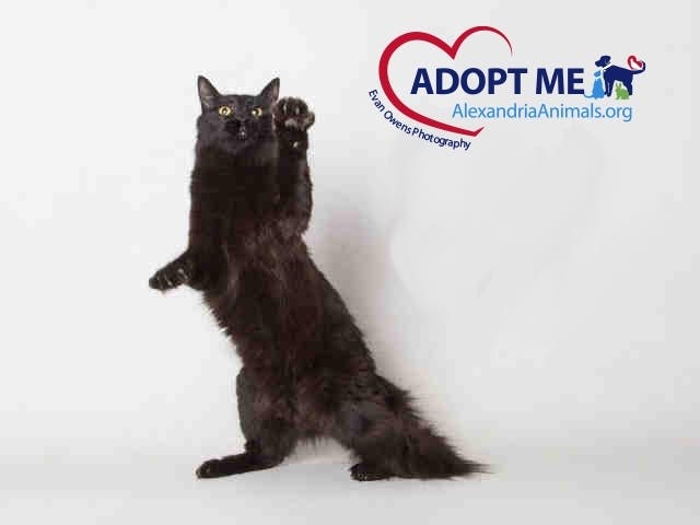 August is a people lover who would make a perfect pet to adopt in the third month of summer.