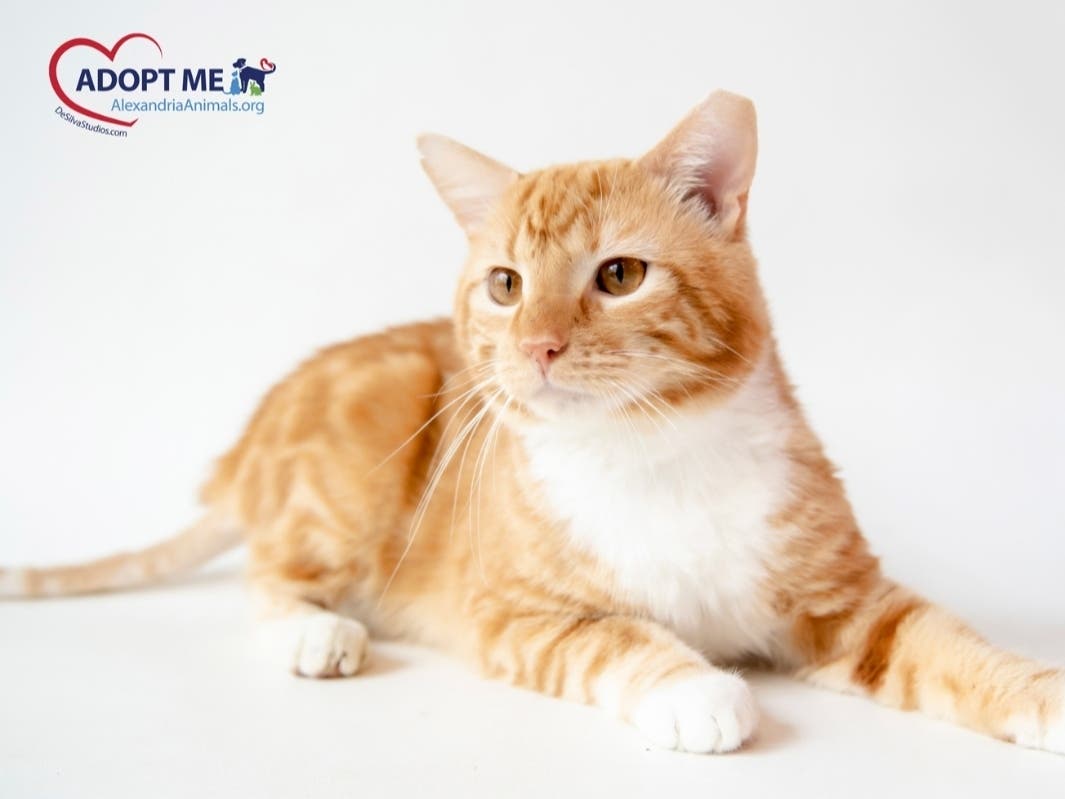 Cheddar, an adoptable pet at the Animal Welfare League of Alexandria, gets along with people, dogs and cats. 
