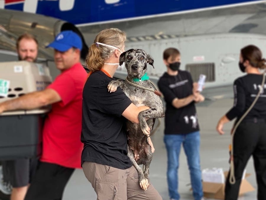 Skid was one of the first animals to exit the plane at Manassas Regional Airport. Skid and other pets arrived Wednesday, Sept. 1 to relieve Louisiana shelters impacted by Hurricane Ida. 