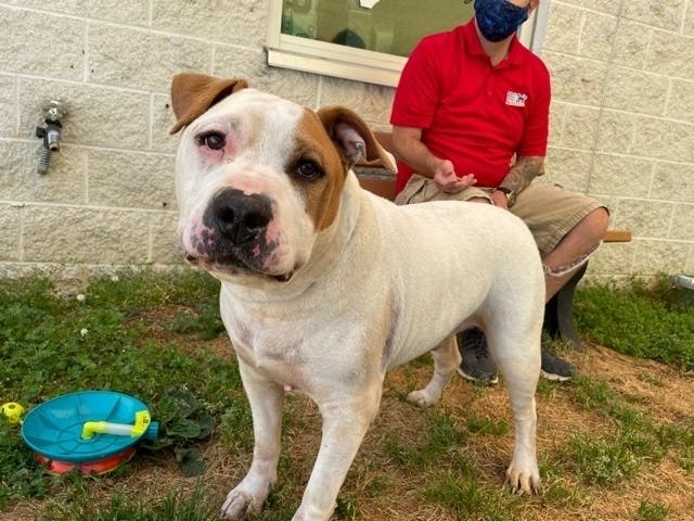 Frankie is one of the Animal Welfare League of Alexandria's adoptable pets. 