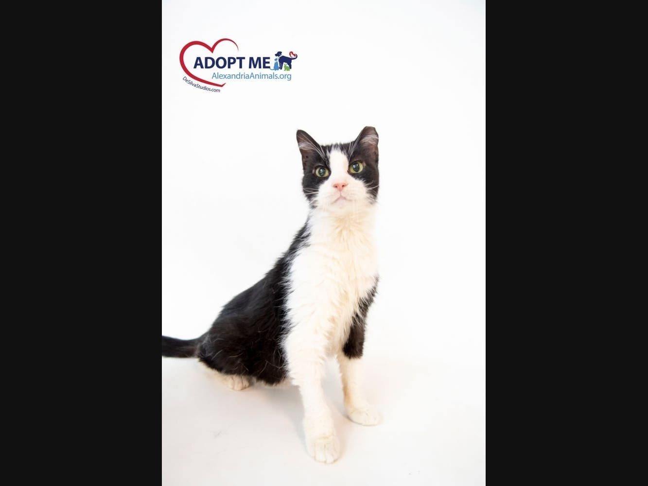 Isabel is one of the adoptable pets from the Animal Welfare League of Alexandria.