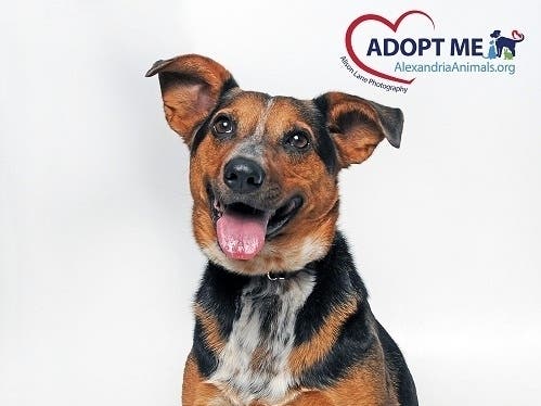 Mango is a fun dog with a tricolor coat ready to meet potential adopters at the Animal Welfare League of Alexandria.