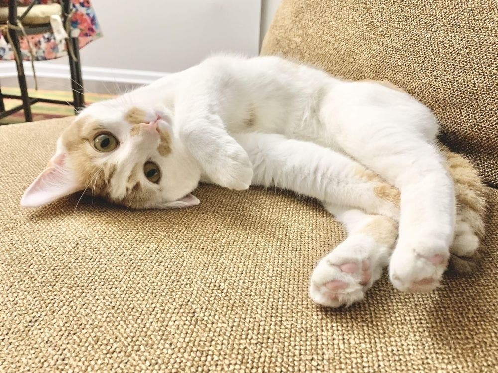 Munchkin is an adoptable shelter cat looking for a home that fits his "zen" personality.