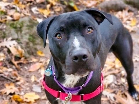 Theo is one of the Animal Welfare League of Alexandria's adoptable dogs. 