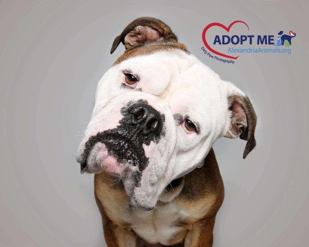 Boscoe is one of the adoptable dogs from the Animal Welfare League of Alexandria. 