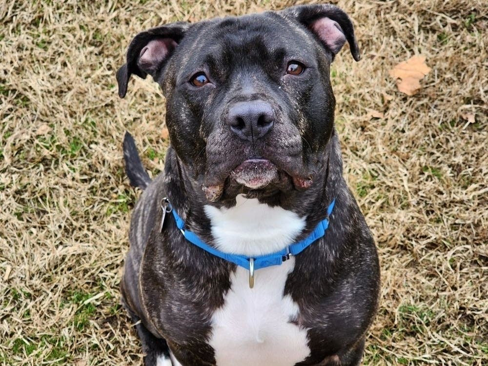 Chloe is a dog who will be your cuddly best friend once she warms up to you. 