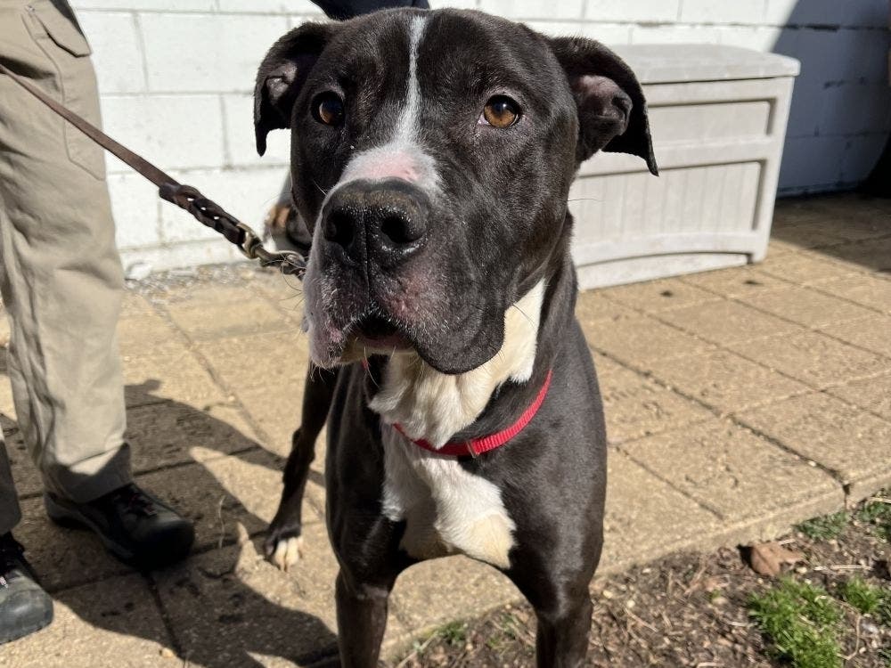 Zeus is waiting at the animal shelter for a new owner to be his Valentine (and exercise buddy). 