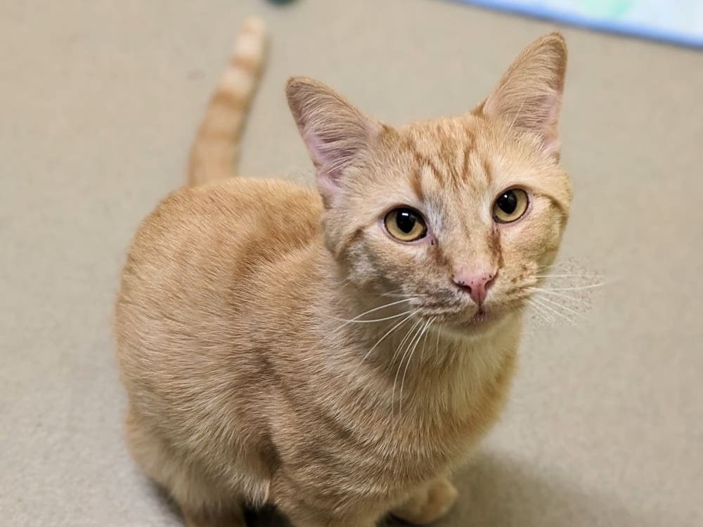 Jasper is one of the adoptable pets at the Animal Welfare League of Alexandria.