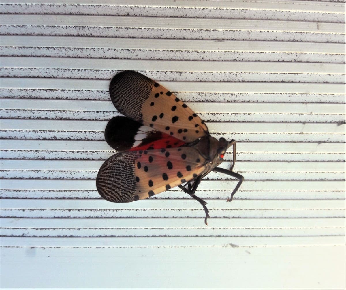 Officials are monitoring Fairfax County for the presence of invasive spotted lanternflies, pictured as an adult.