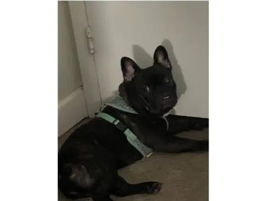A man entered a home and stole a French bulldog named Queen, according to police.