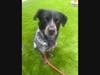 Energetic Beatrice is up for play time or impressing you with her tricks.