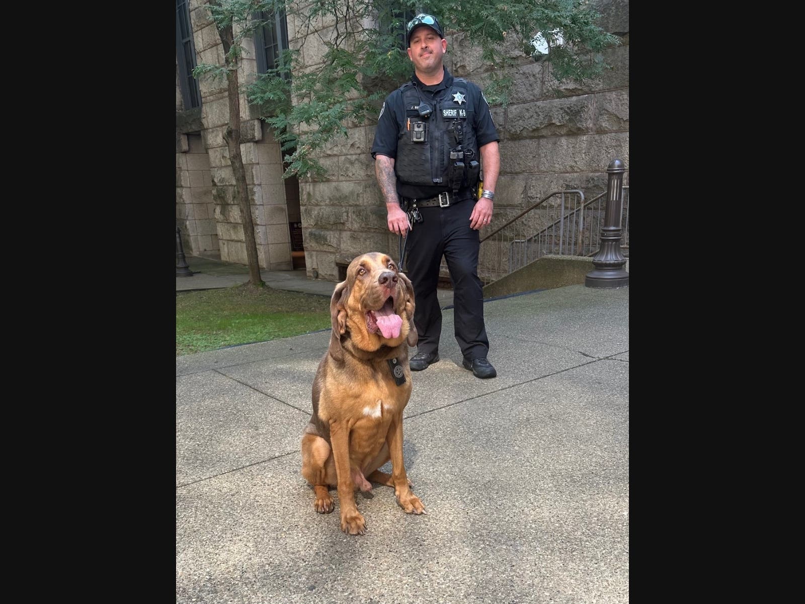 Ranger, a bloodhound working for the Allegheny County sheriff's office, could return to duty after a cancer battle. Pictured is Ranger with his handler, Deputy Jeff Belback.