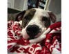 Mercury was surrendered to Old Dominion Humane Society (ODHS) just about a year ago, because his owner could no longer care for him or his four-legged companion, Pearl. 