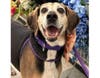 Because her long-time owner could no longer care for her, Pearl (and her companion Mercury) were surrendered to Old Dominion Humane Society nearly one year ago. Pearl is nine years old and not ready to retire just yet. 