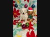 One of seven puppies in the Anime litter sponsored and named by Stafford High School students in the Future Business Leaders of America.


