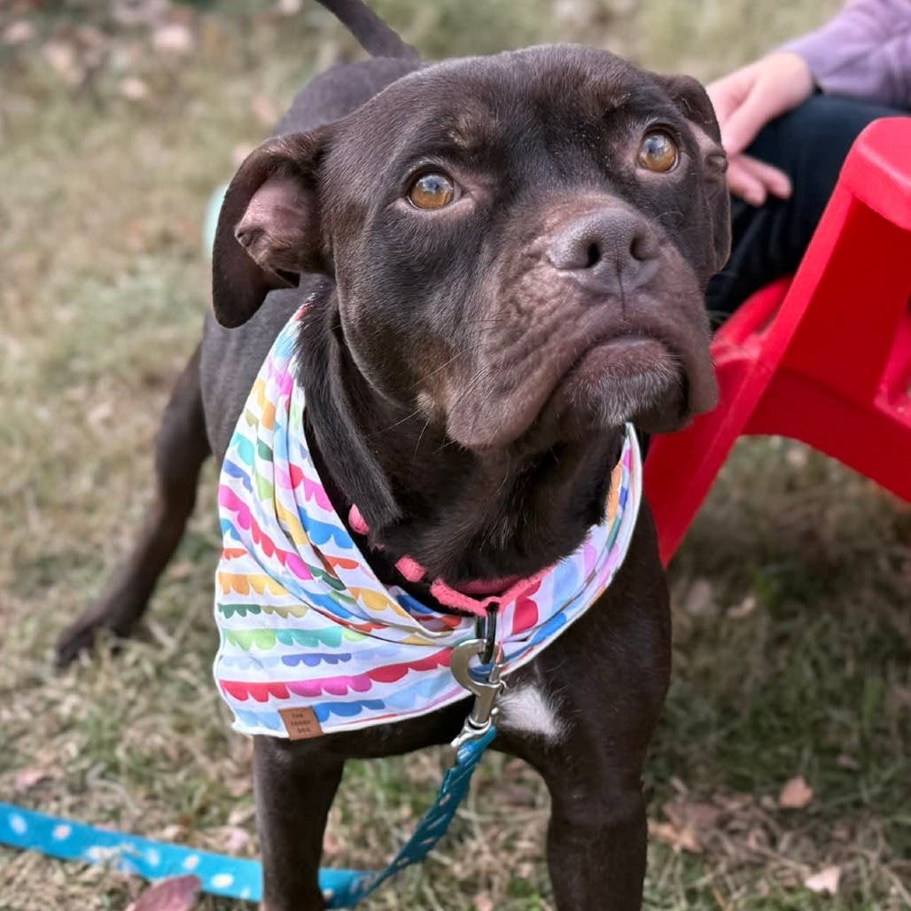 Meet Old Dominion Humane Society Rescues at Barks and Bikes at Old Dominion Harley-Davidson, March 7