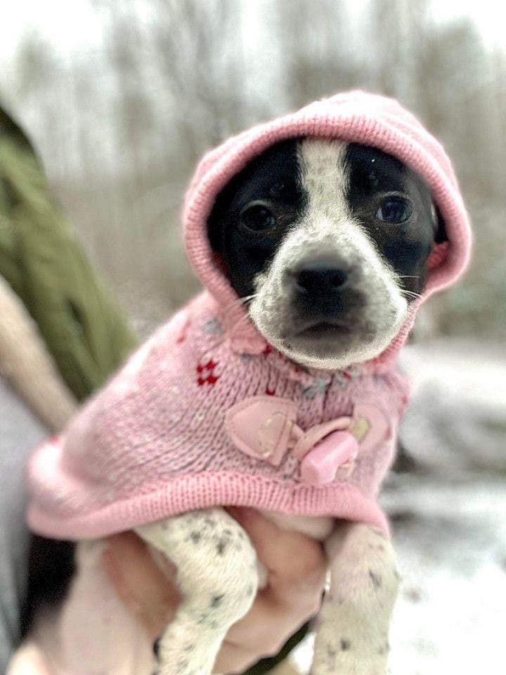 Mingle with Old Dominion Humane Society at Puppy Yoga at Awesome 'Possumz, March 15
