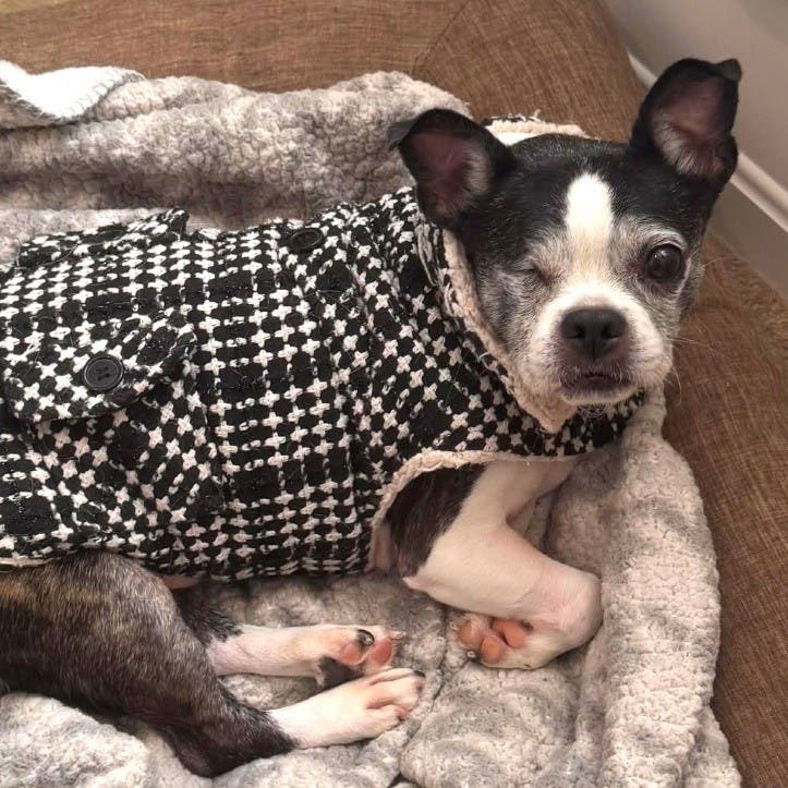 Weekly Saturday Strolls with Old Dominion Humane Society Rescue Dogs