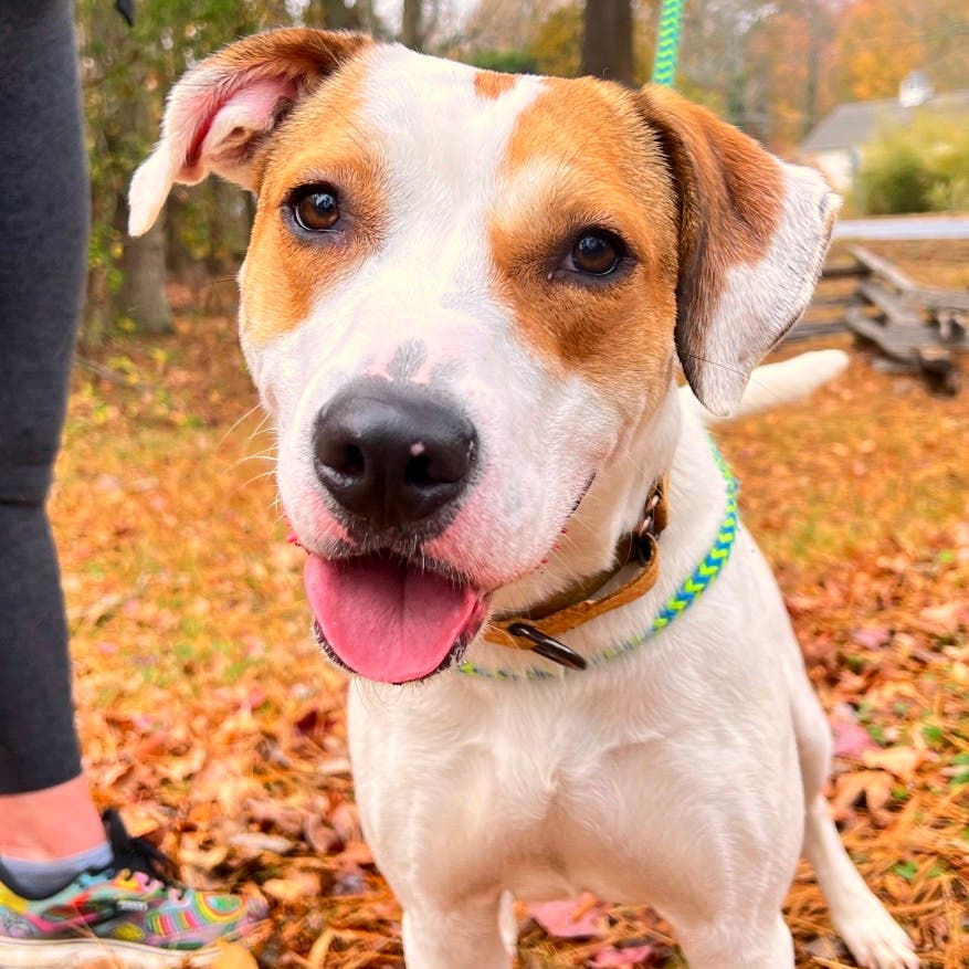 Weekly Sunday Hikes with Old Dominion Humane Society Rescue Dogs