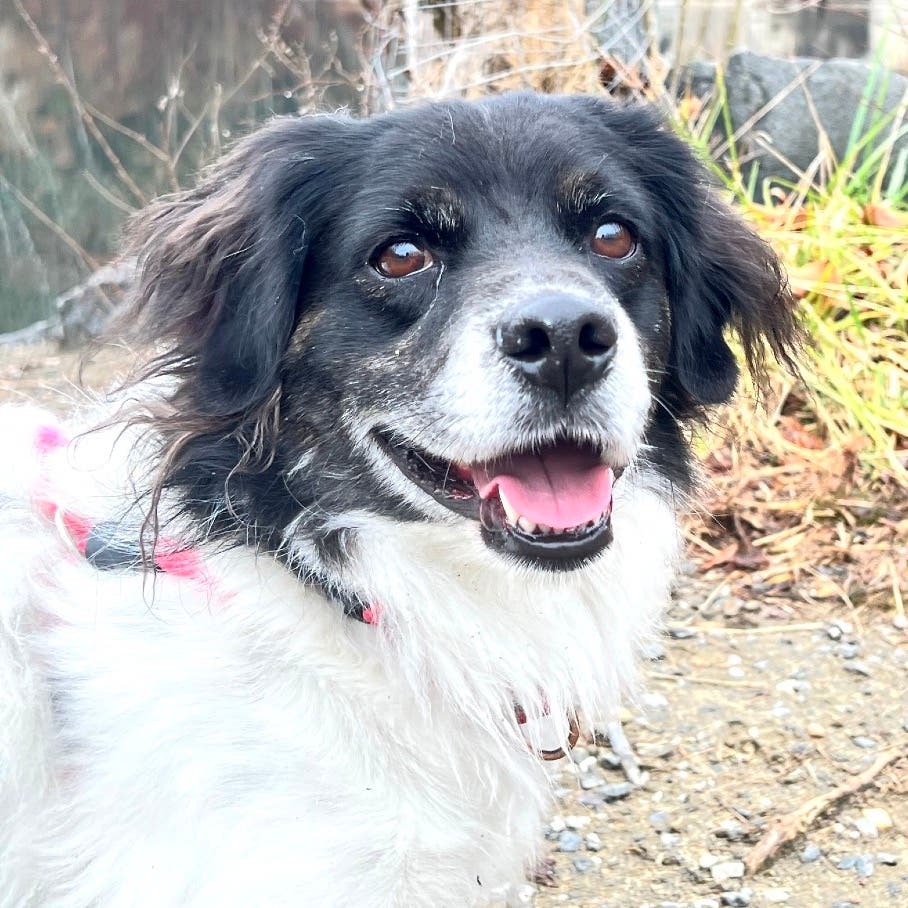 Old Dominion Humane Society Rescues at 'Barks and Brews at Strangeways Brewing, April 25