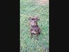 Starla arrived at Old Dominion Humane Society (ODHS) in October, but she didn’t come alone. The pregnant dog soon went into labor and showed her foster family how resilient she was. She had two collapsed lungs.
