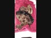 Pups delivered by Starla, a rescue dog two collapsed lungs. Her foster and the volunteers describe her as sweet, friendly and good with people and dogs. Starla is waiting for her forever family to give her a second chance at the life she deserves. ODHS