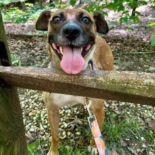 Weekly Saturday Strolls with Old Dominion Humane Society Rescue Dogs