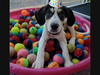 Old Dominion Humane Society offers Puppy Pawties, a great option for birthday parties for all ages, company team building events and special occasions. 