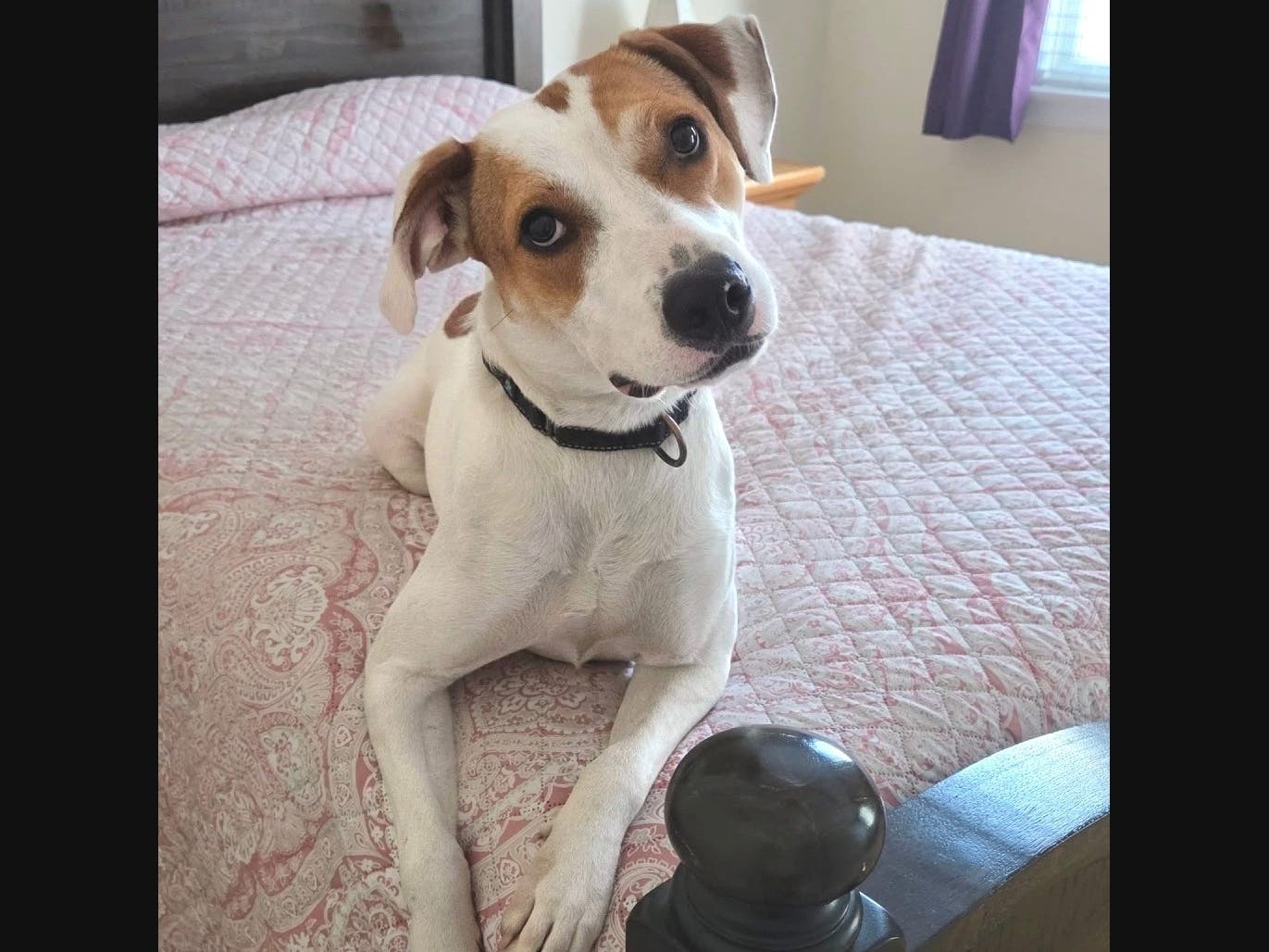 Hattie has been at Old Dominion Humane Society (ODHS) for nearly two years and would love a family looking for a lively, affectionate dog who loves the outdoors. She’s great with other dogs and kids. Visit https://www.olddominionhumanesociety.org.
