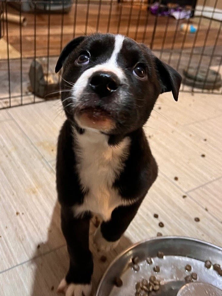 Yoga Pawty with Old Dominion Humane Society Rescue Pups, September 11