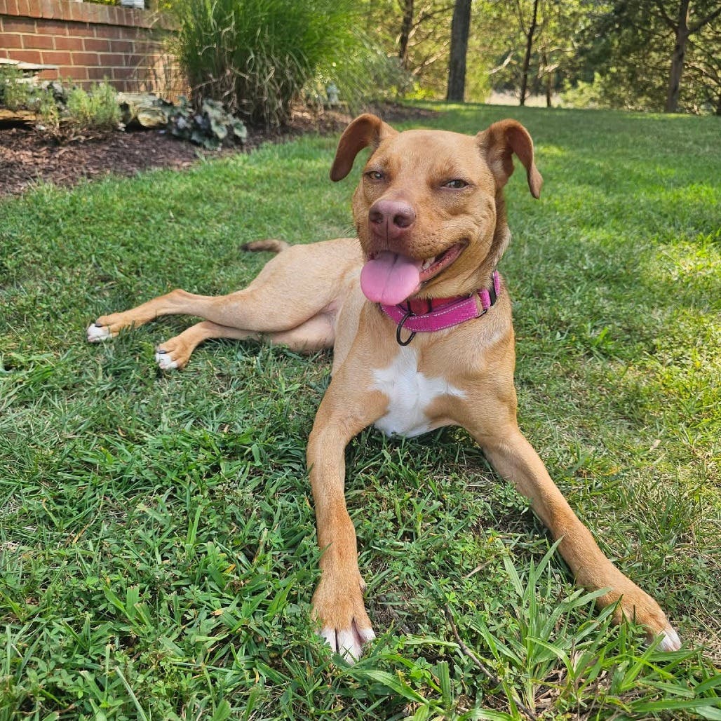 Weekly Saturday Strolls with Old Dominion Humane Society Rescue Dogs