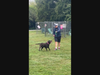 Cristian Cooke (in photo), a student with the Reach Homeschool Group Beta Clubs, plays with Chonk, a rescue dog at Old Dominion Humane Society (ODHS). 
