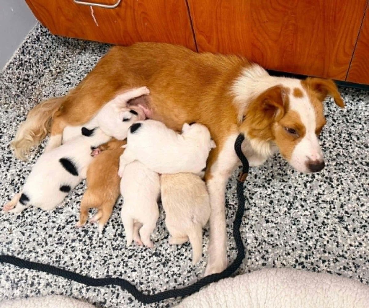 https://patch.com/img/cdn20/users/22924690/20261009/115909/styles/patch_image/public/odhs-finlay-pups___09115738770.jpg
