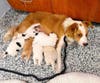 Guests will be able to cuddle with puppies from Old Dominion Humane Society (ODHS) named after characters in author Elle Cosimano’s Finlay Donovan series at Tales & Tails Book Café in Fredericksburg from 1-3 p.m., October 18. 