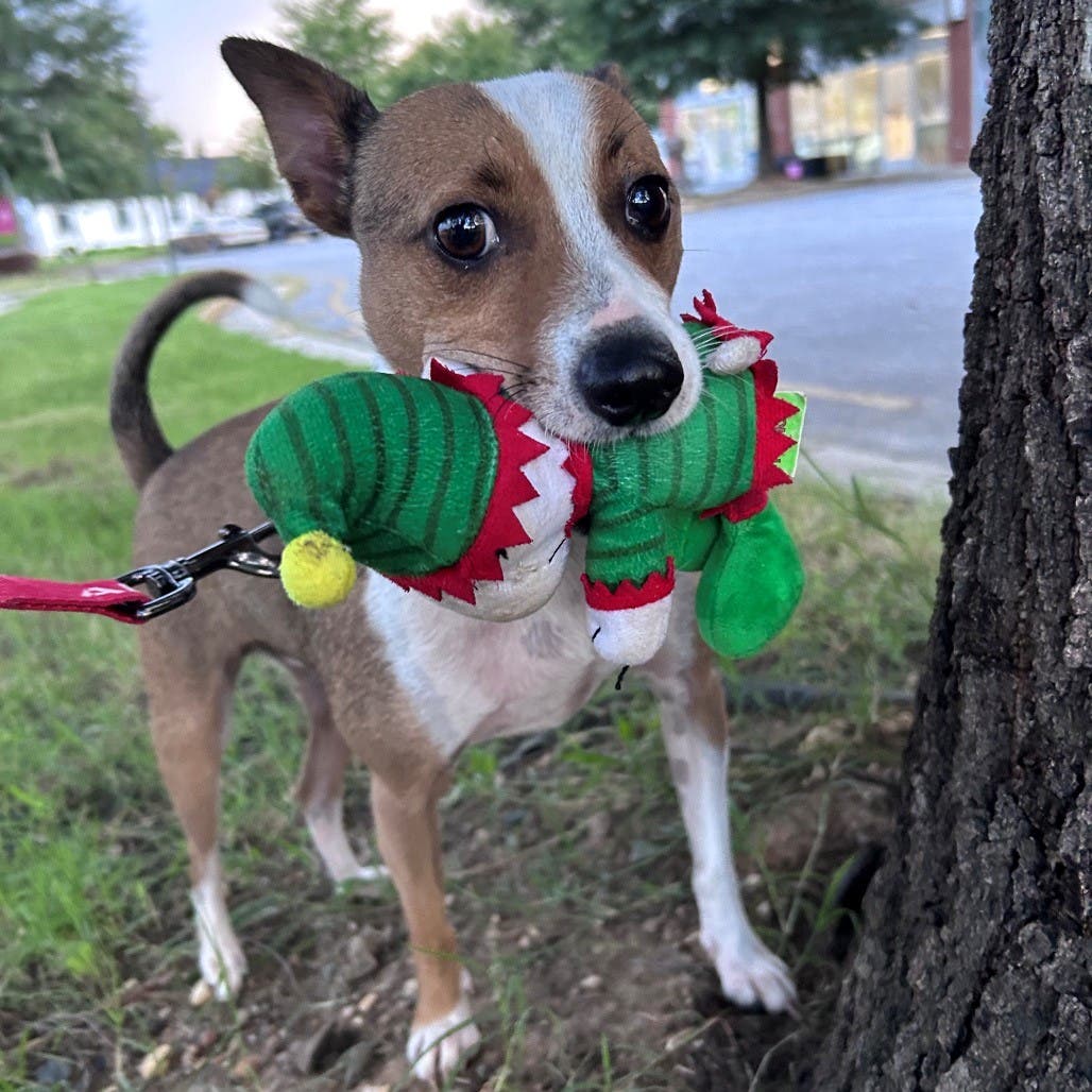Concert in Lights with Old Dominion Humane Society Rescues, November 7