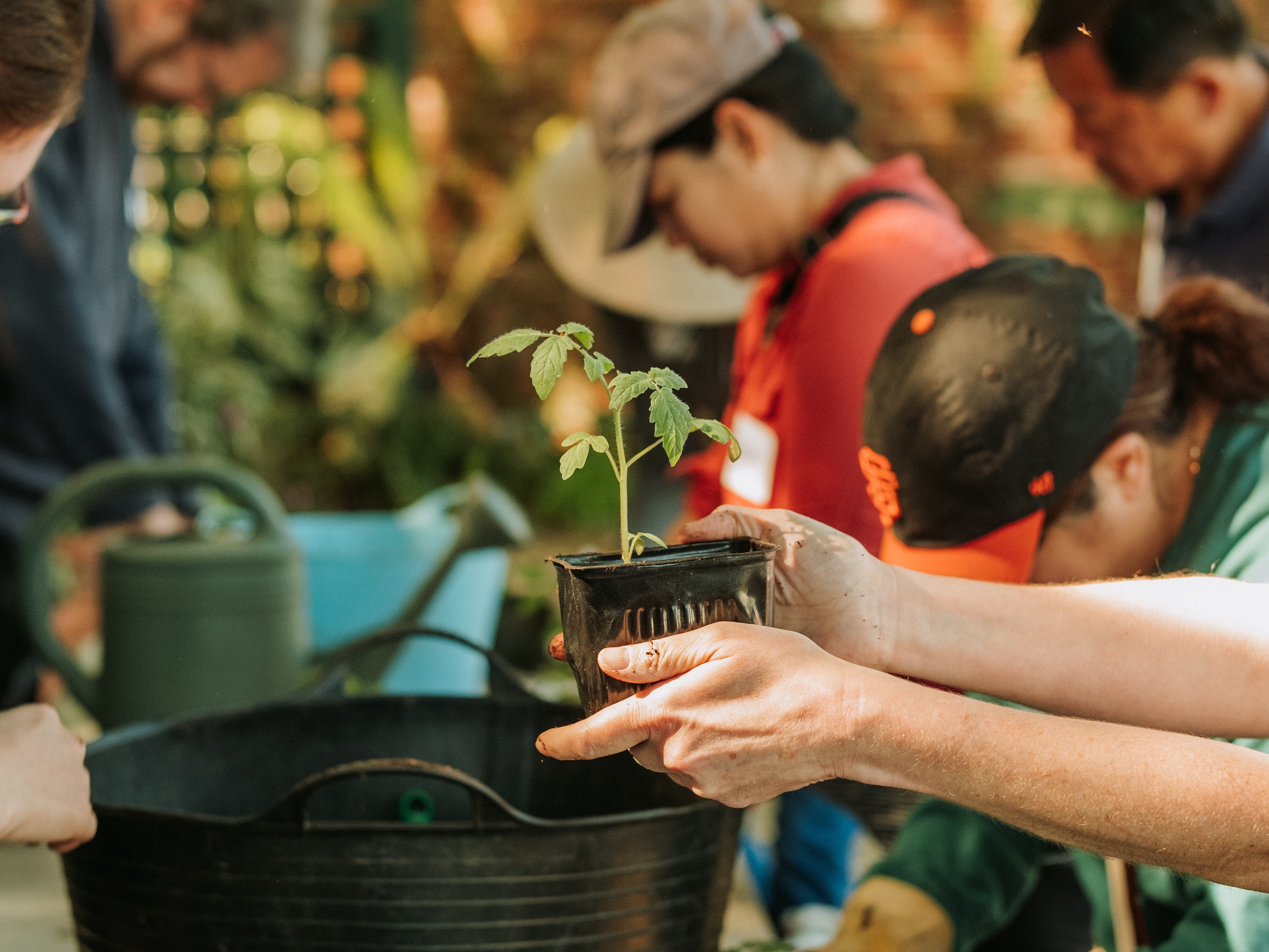 Gamble Garden Plant Sale (Friday)
