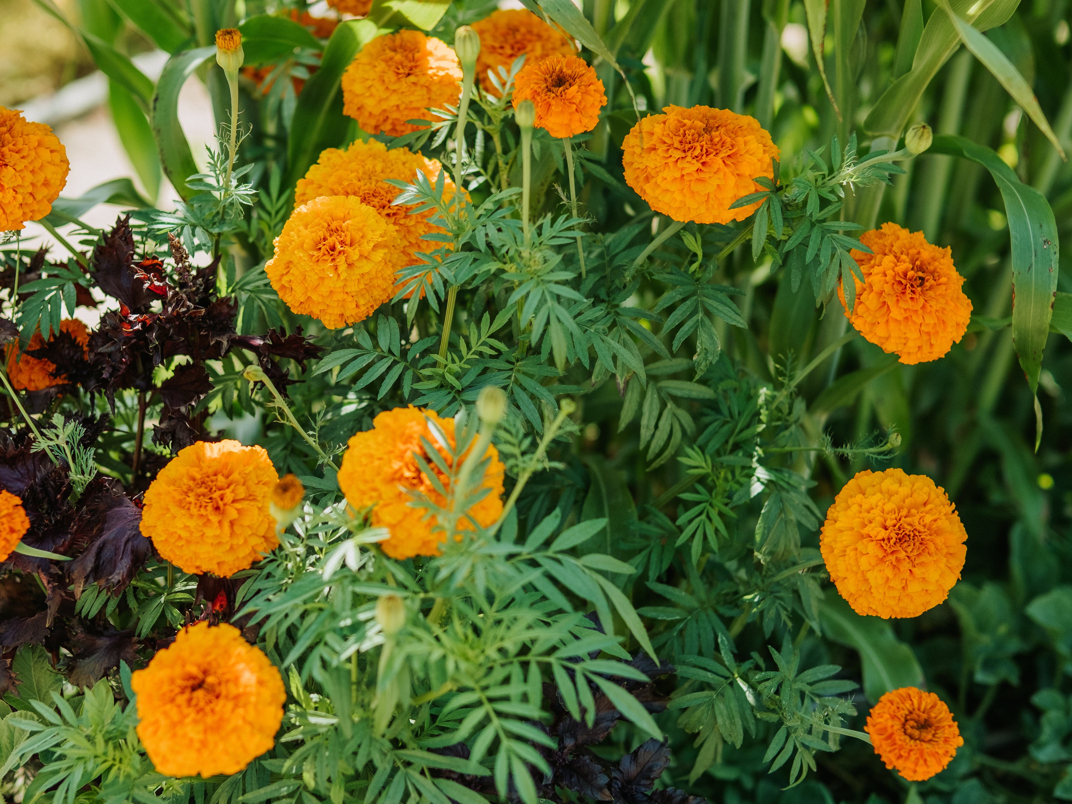 Medicinal Culinary Herb Workshop