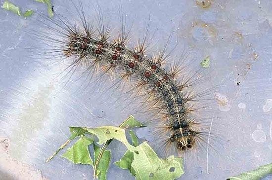 https://patch.com/img/cdn20/users/22924958/20170410/032614/styles/raw/public/article_images/gypsy-moth_2_531415014-1491852175-9150.jpg