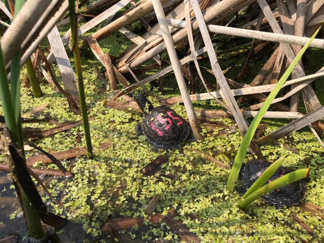 The numbered turtles swam away to begin their new lives. 