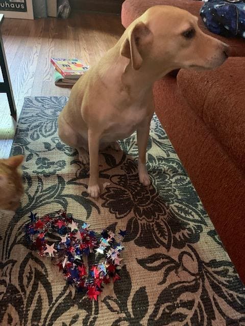 Some pets were less enthusiastic than others. 