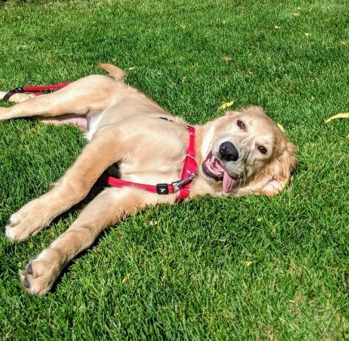 They don't call them the "dog days of summer" for nothing. 