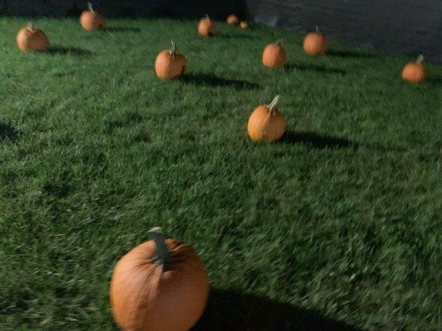 Pumpkin decorating, hayride, and other festive fun await at Cantigny Fall Fest. 