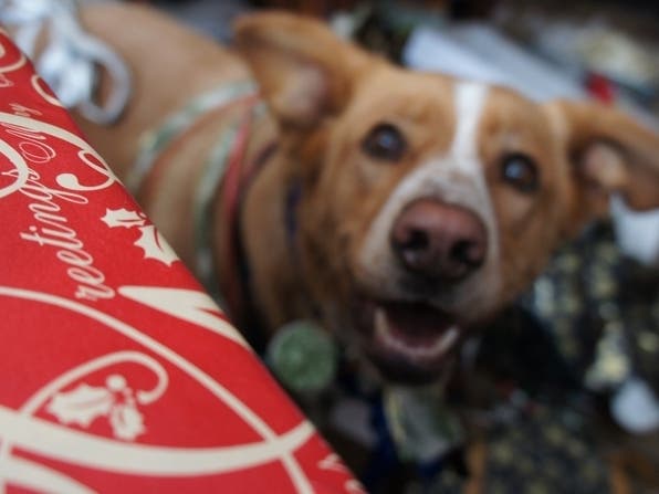 We want to feature your furry friend in their festive gear in an article. Read on to find out how. 
