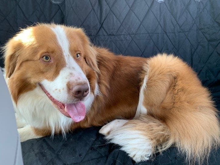 The pup's owners says the support of strangers helped the family hold onto hope. 