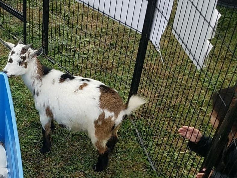 Lisle Library District's Fall Fest 2021 will feature a petting zoo, a food truck and family-friendly crafts. 