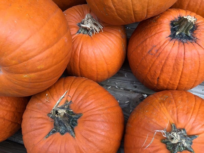 Cosley Zoo will offer pumpkins, corn stalks, cider, donuts and more for the 2021 Pumpkin Fest, which runs Oct. 1 through 31. 