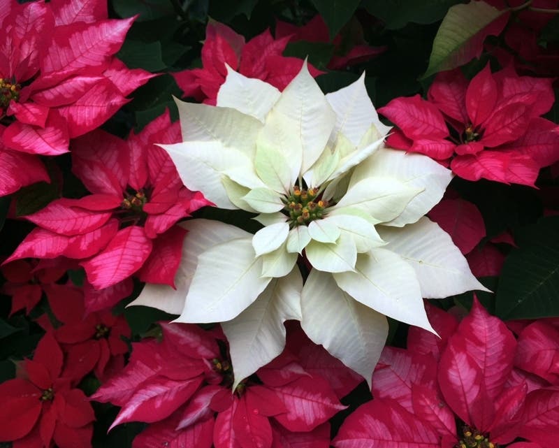Thousands of poinsettias will be on display and available for purchase at Cantigny Park's Shades of Crimson Poinsettia Display and Mistletoe Market. 