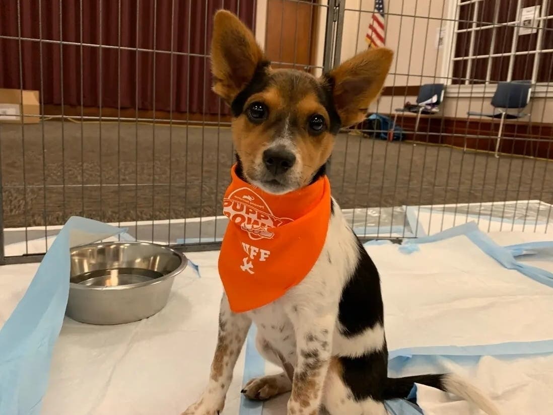 Emmylou, of Chicago, is an Australian cattle dog-Chihuahua who will play in the Puppy Bowl on Animal Planet Sunday. 